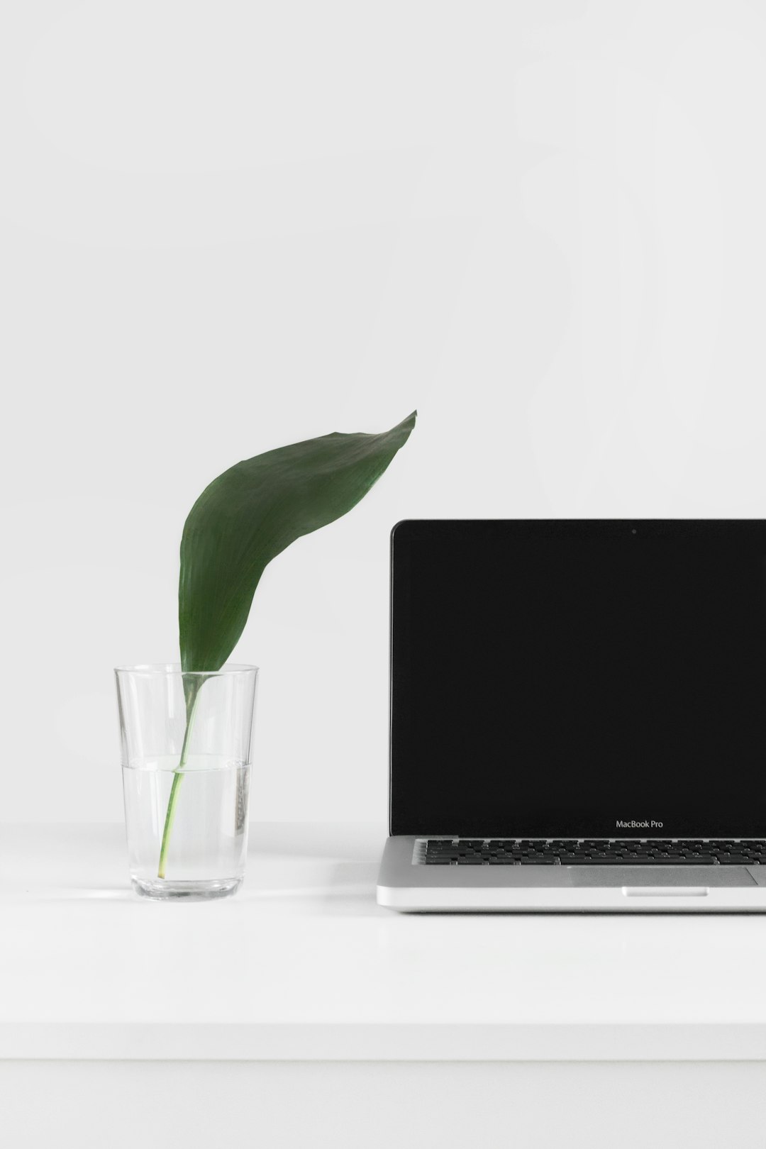Fresh leaf near a MacBook by Stack Interface MacBook Pro beside plant in vase