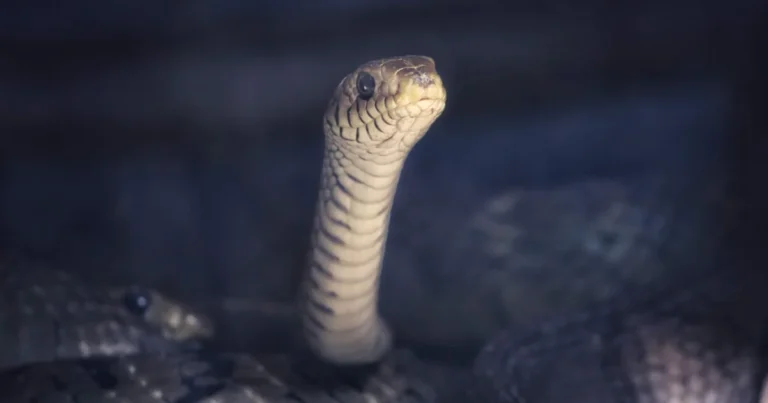 Featured image for Mastering App Development with Python Machine Learning 2025